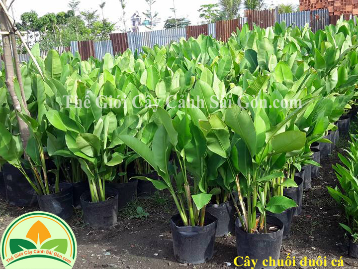 Cây chuối đuôi cá 05 TGCCSG 2