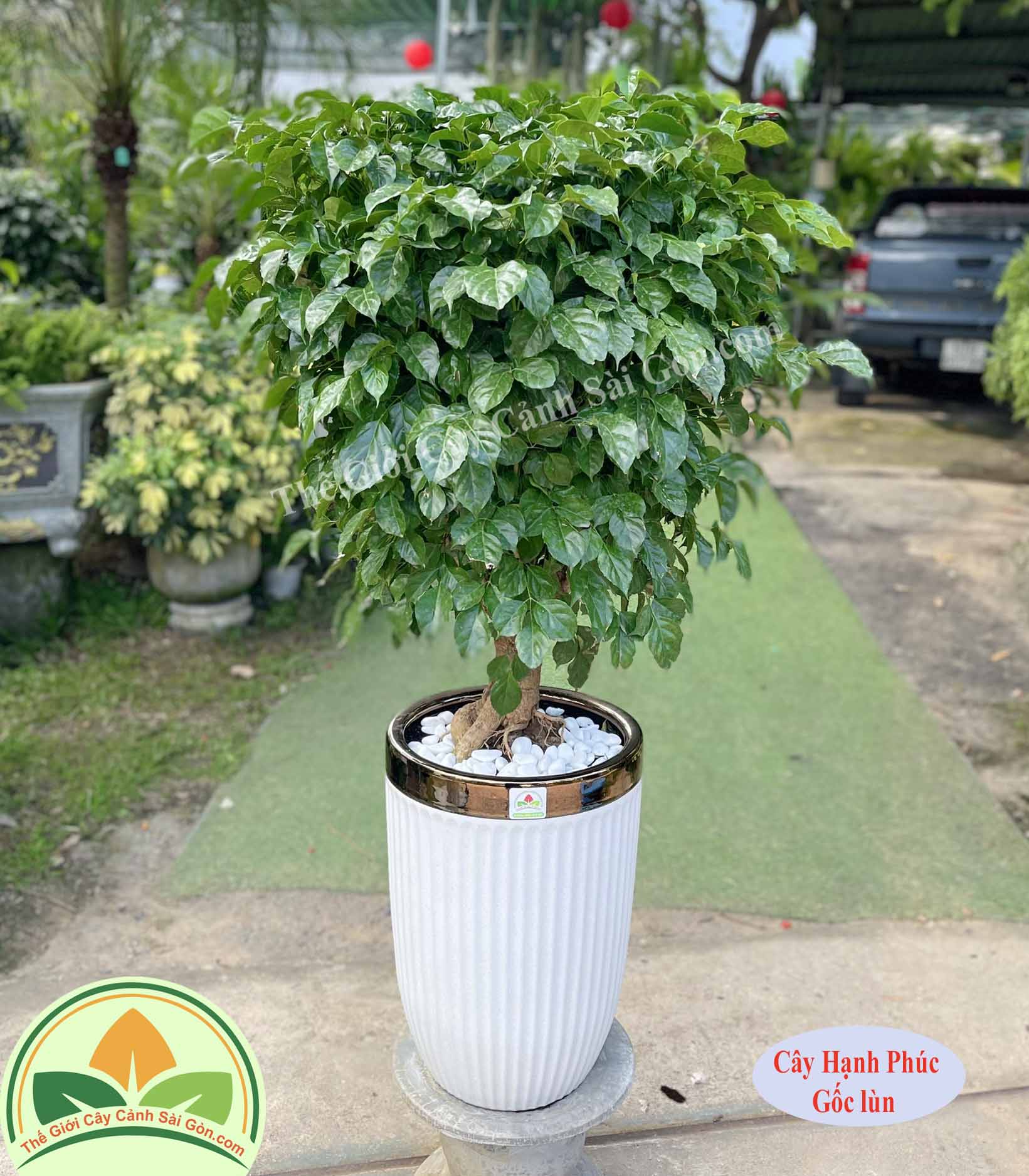 Cây hạnh phúc TGCCSG 230126.jpg