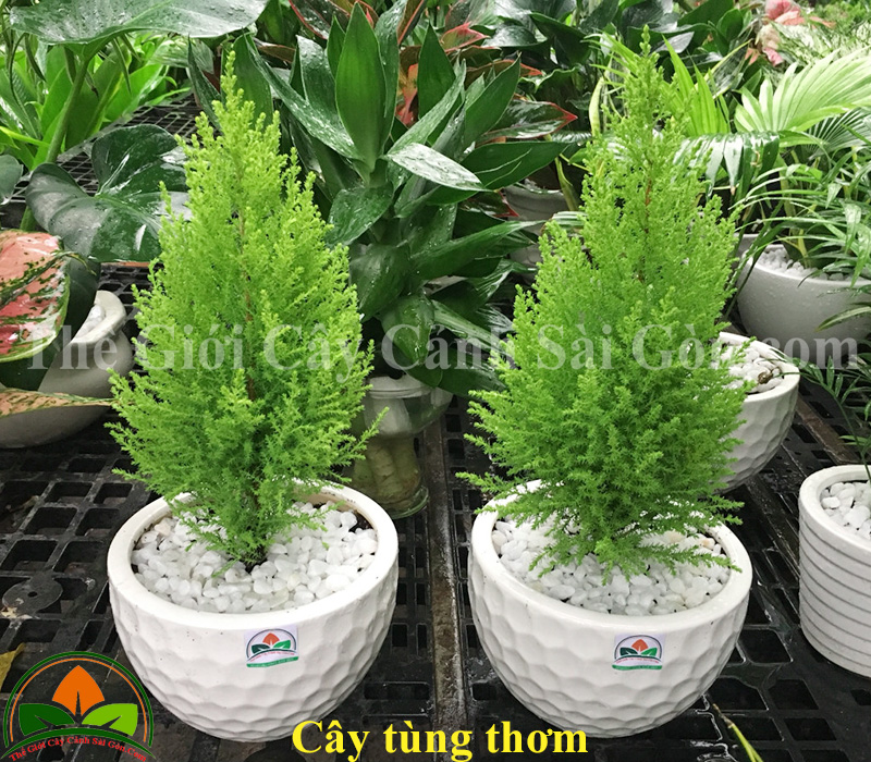 Cây tùng thơm để bàn 02 TGCCSG