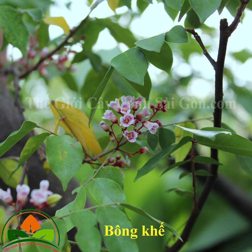 Hoa khế 01 CCSG