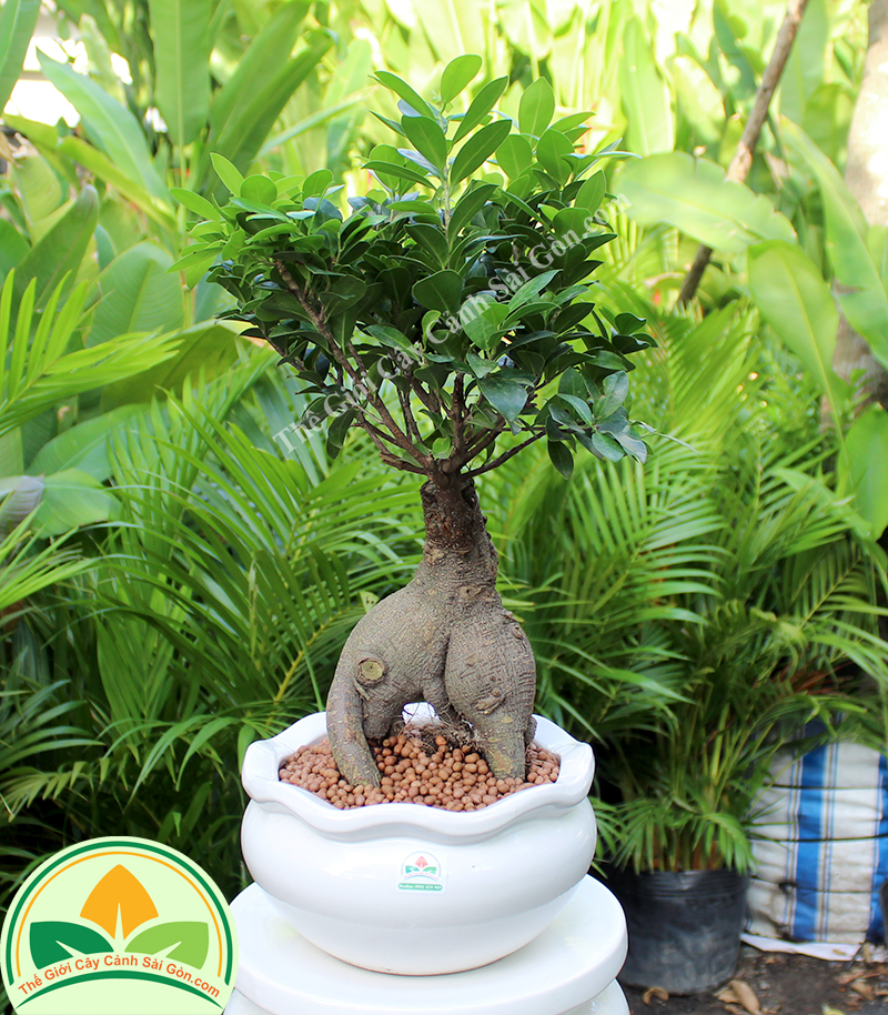 Cây bonsai may mắn để bàn