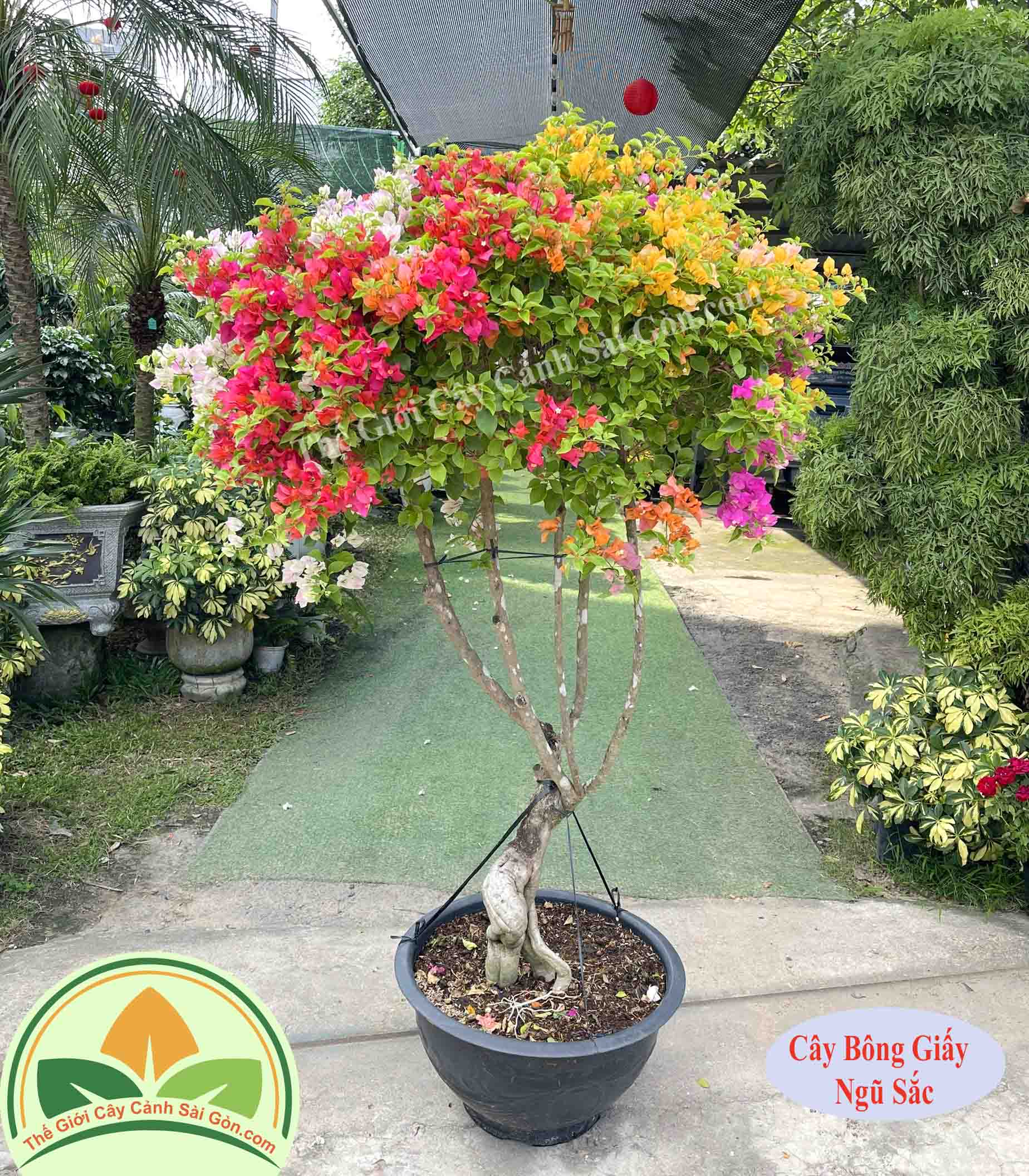 Cây bông giấy ngũ sắc