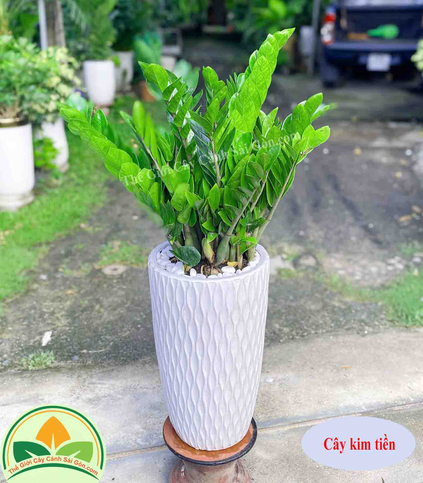 Cây Kim Tiền