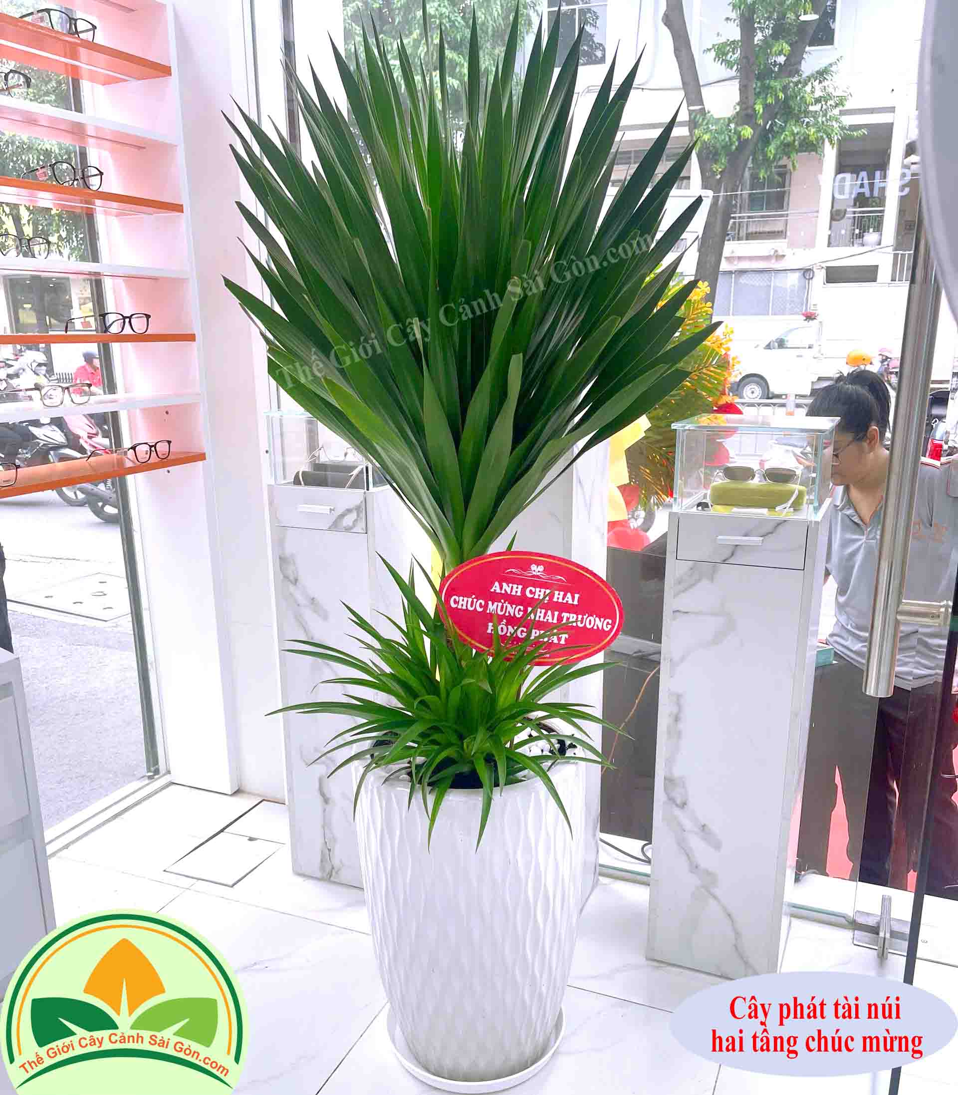 Cây phát tài núi 2 tầng