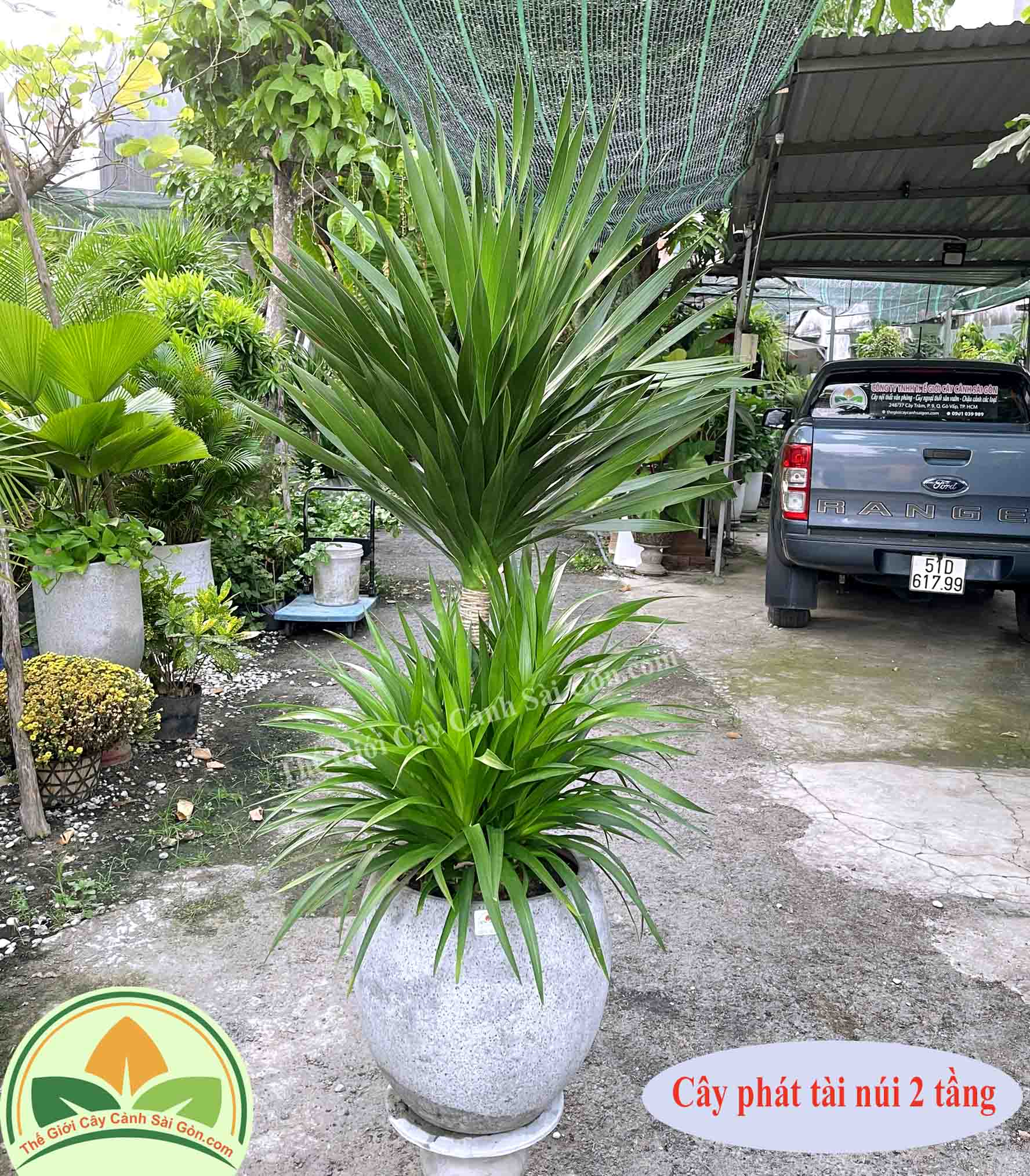 Cây phát tài núi 2 tầng