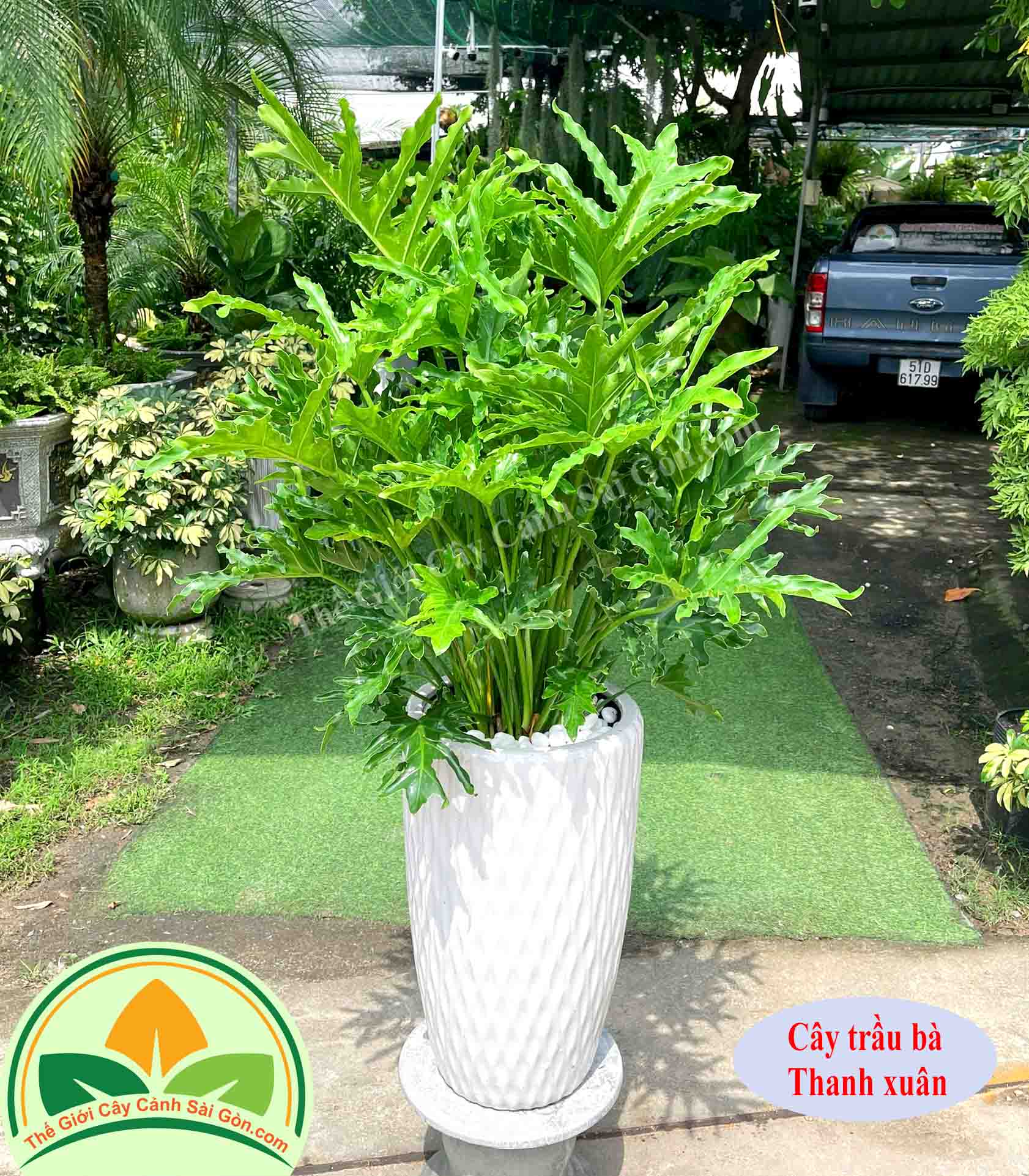 Cây trầu bà thanh xuân