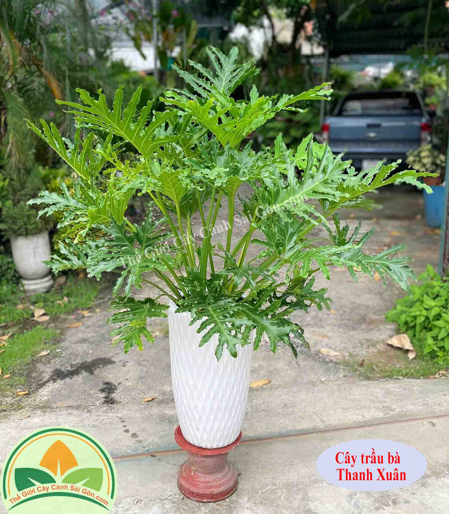 Cây trầu bà thanh xuân