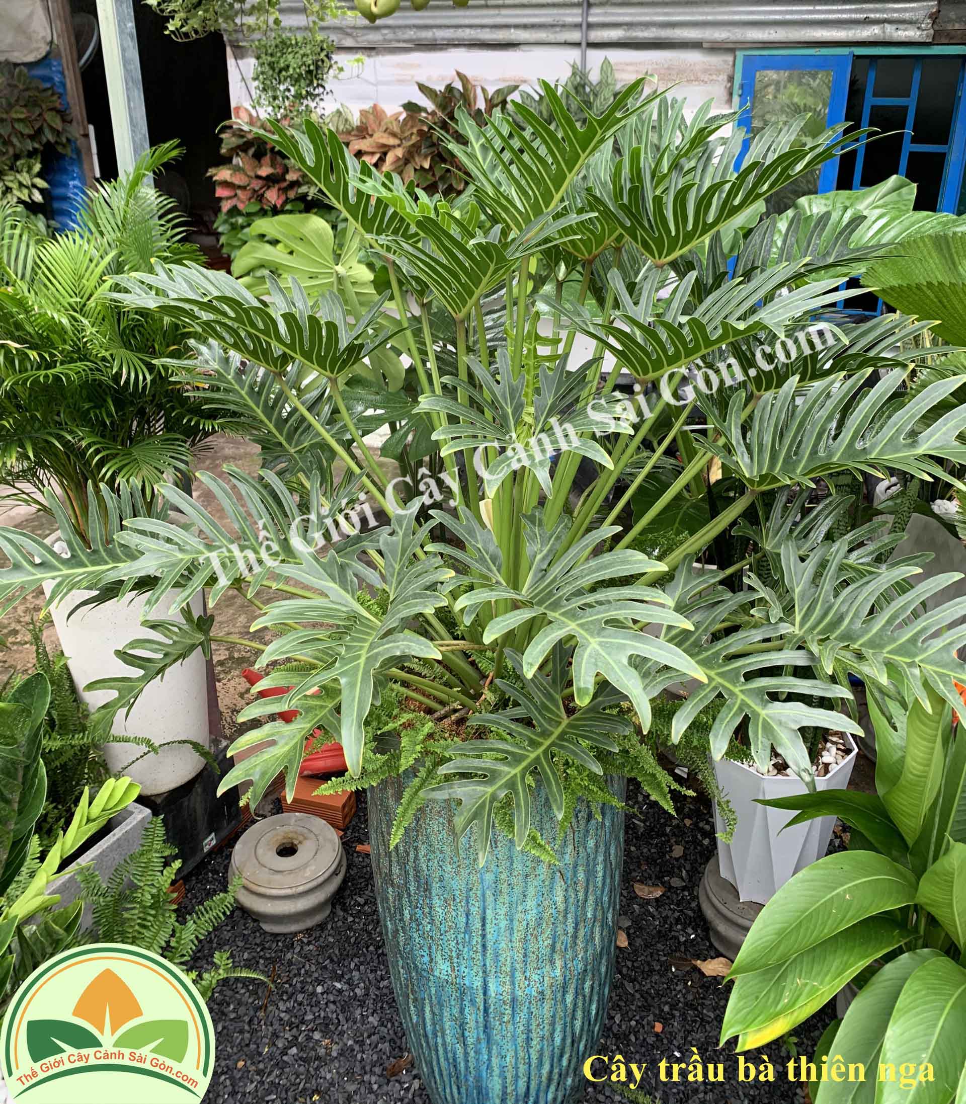 Cây trầu bà thiên nga - philodendron xanadu