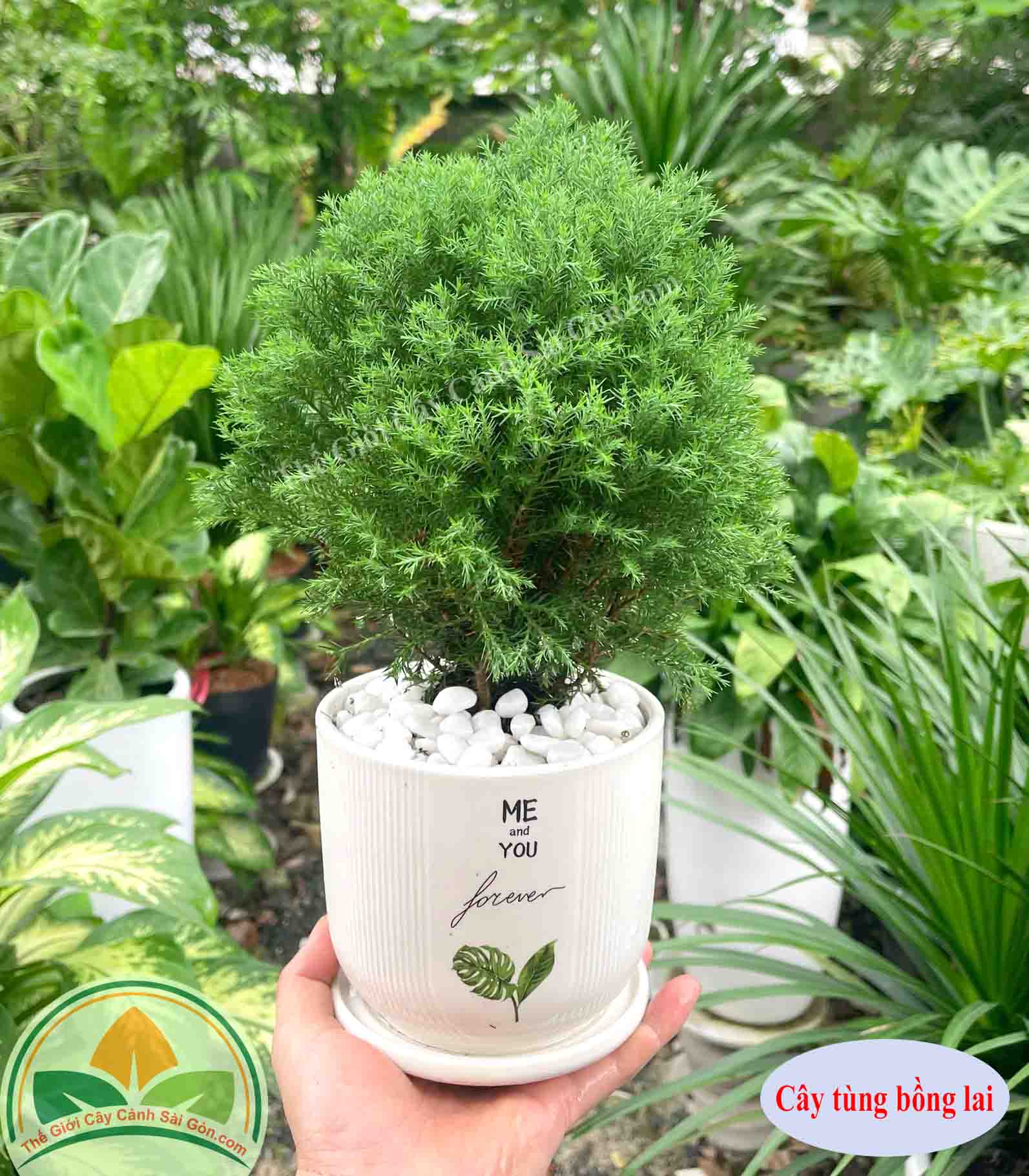 Cây tùng bồng lai để bàn