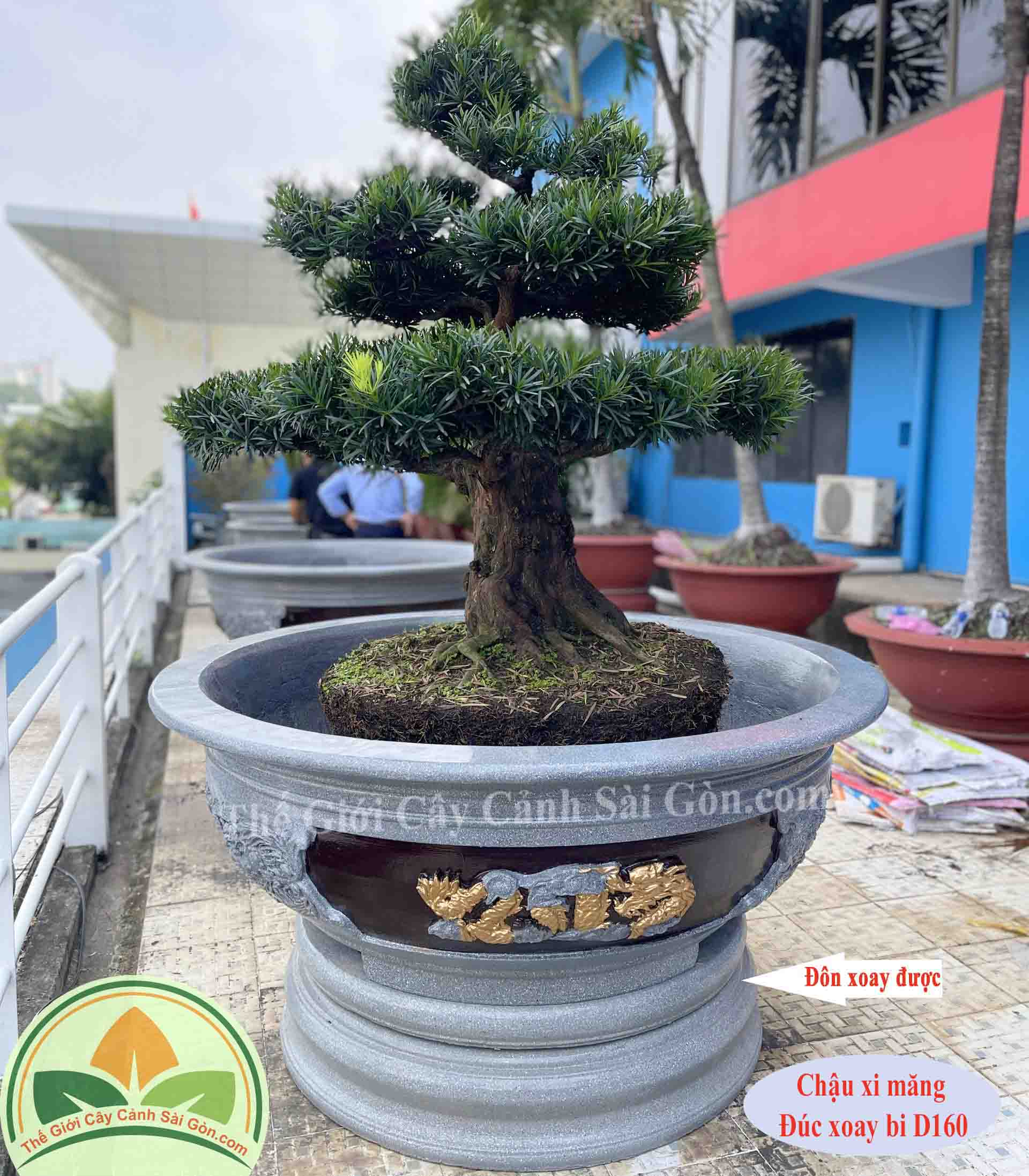 Chậu xi măng đúc xoay bi