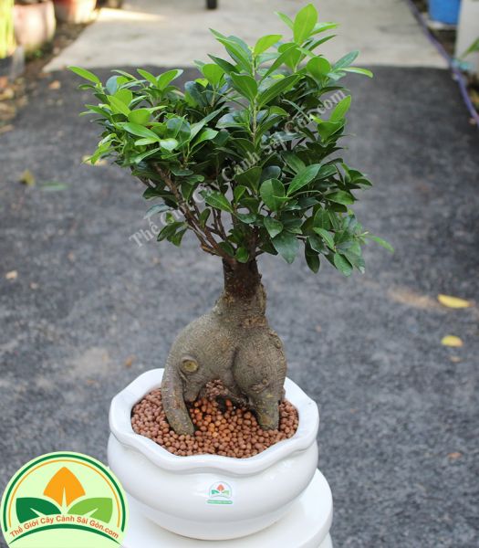Cây bonsai may mắn để bàn