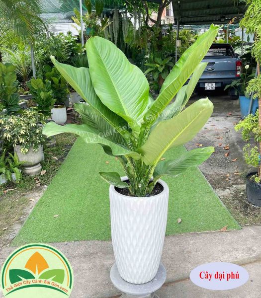 Cây Đại Phú gia