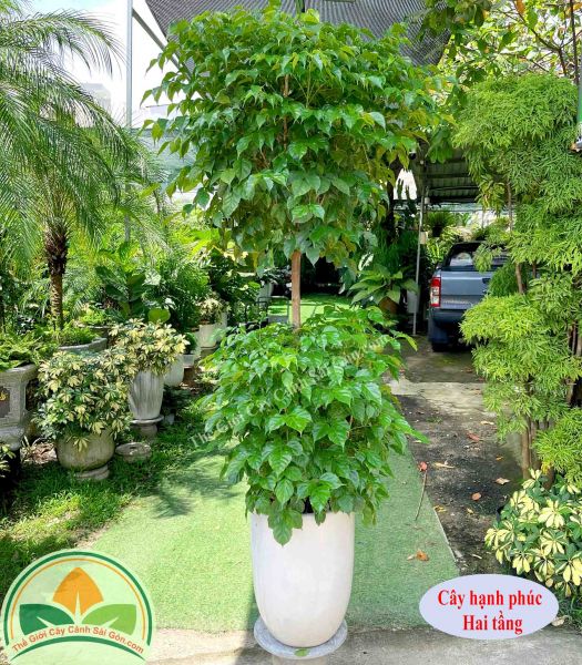 Cây hạnh phúc 2 tầng