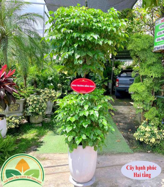 Cây hạnh phúc 2 tầng chúc mừng