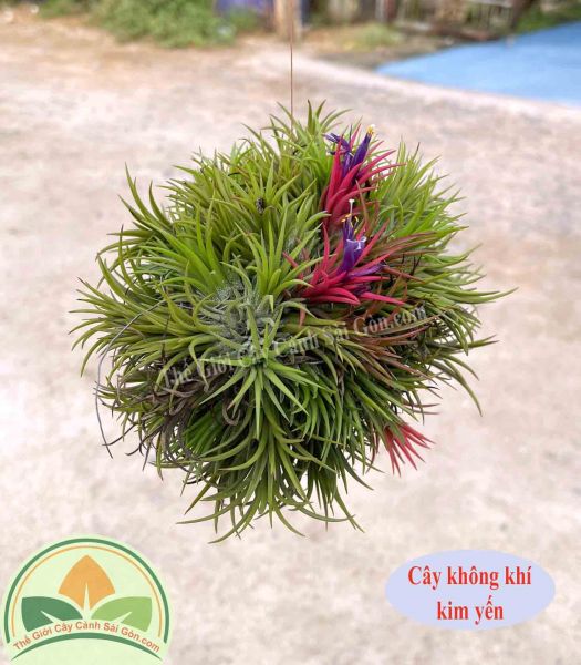 Cây không khí kim Yến Tillandsia ion fuego