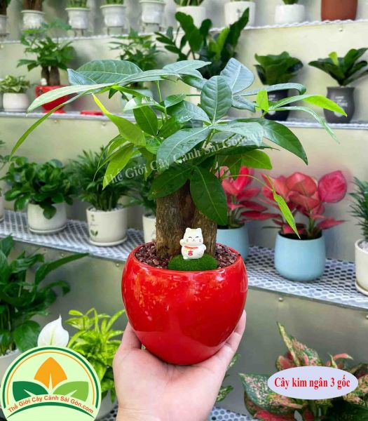 Cây kim ngân 3 gốc để bàn