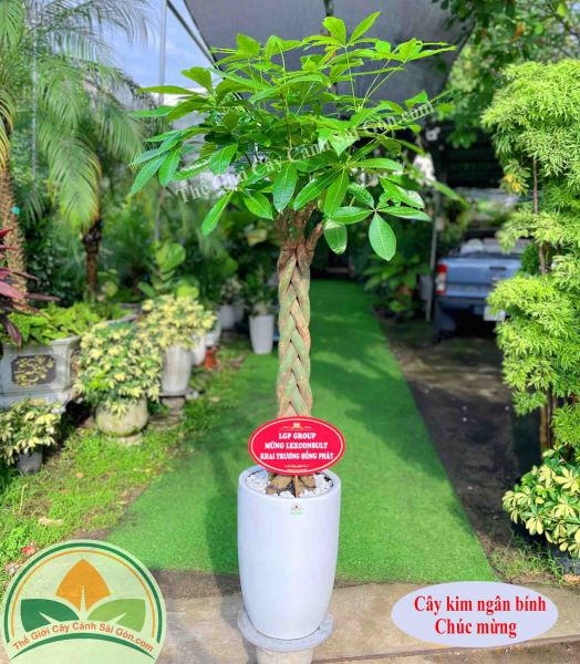 Cây kim ngân chúc mừng