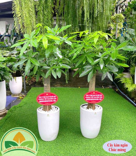 Cây kim ngân gốc một chúc mừng