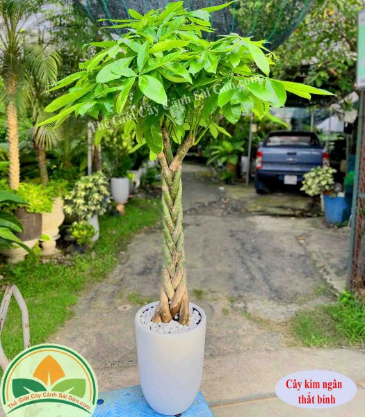Cây kim ngân thắt bính