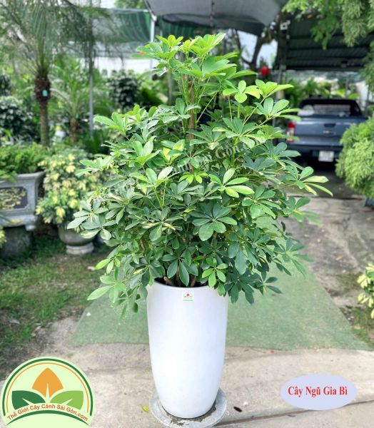 Cây Ngũ Gia Bì