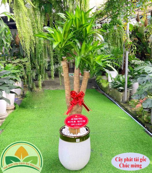 Cây phát tài gốc chúc mừng