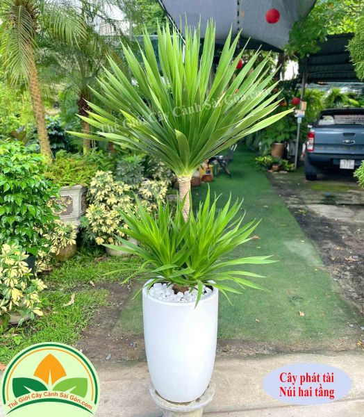 Cây phát tài núi 2 tầng