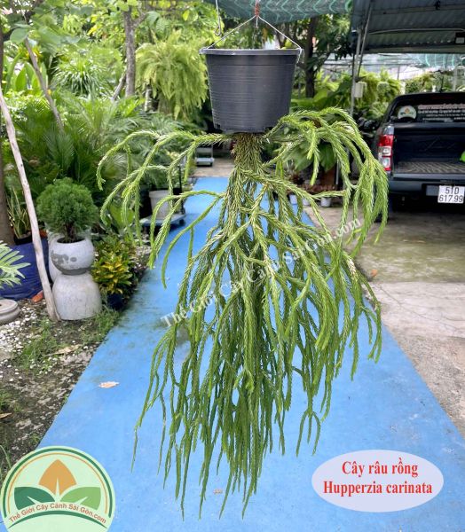 Cây râu rồng Carinata