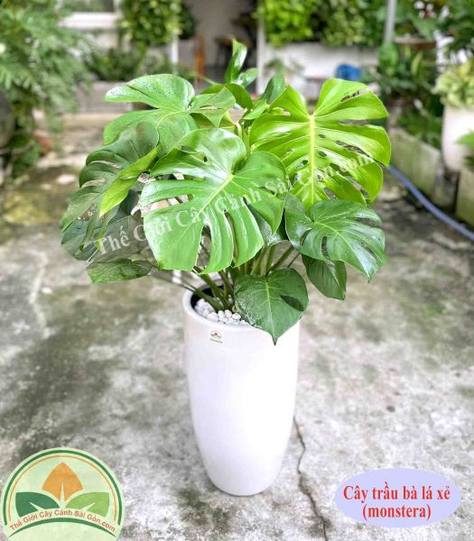 Cây trầu bà lá xẻ mỹ