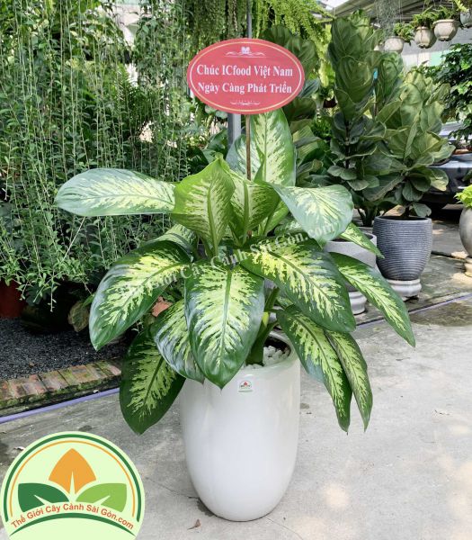 Cây vạn niên thanh chúc mừng