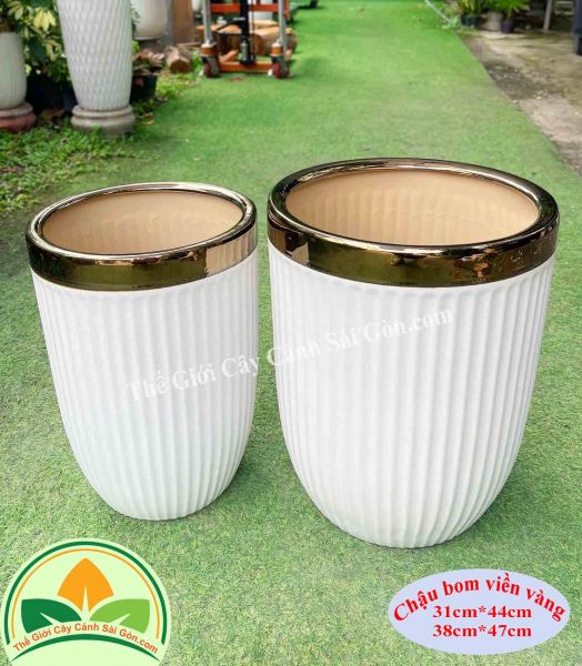 Chậu sứ bom viền vàng