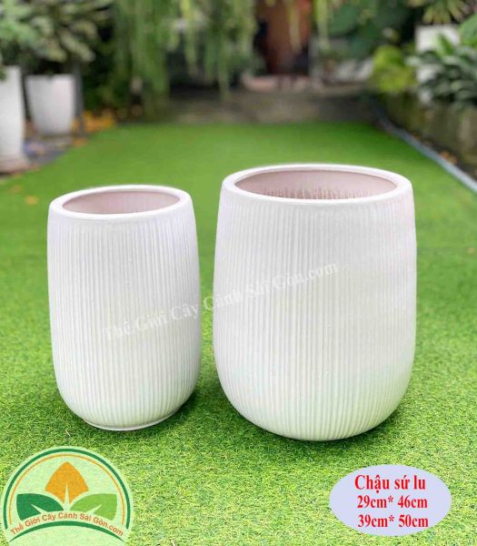 Chậu sứ lu