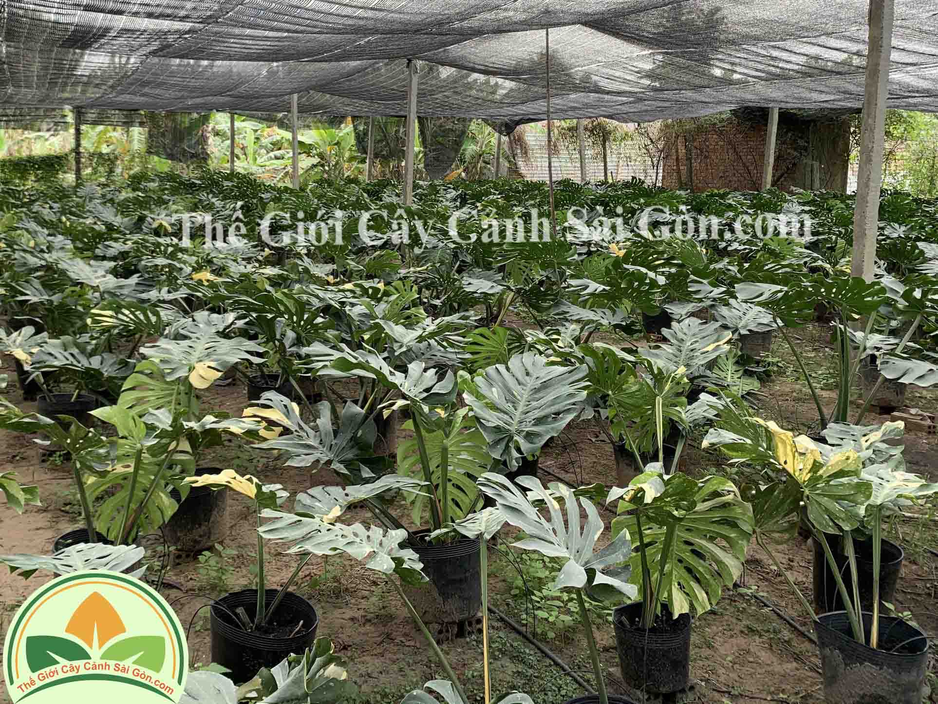 vườn monstera var