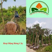 Bứng cây nhập hàng về vườn